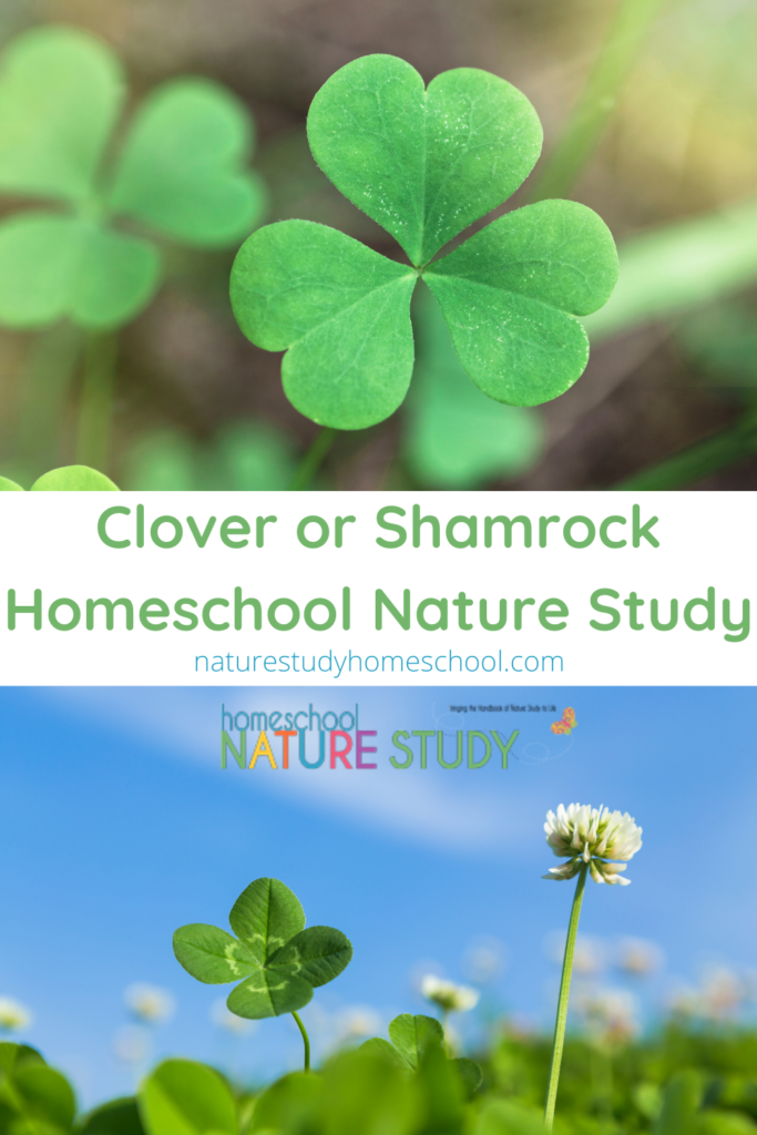 Enjoy a clover or shamrock homeschool nature study this spring and learn about this abundant ground cover you likely have in your backyard.