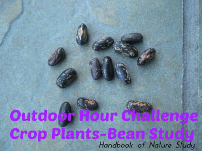Outdoor Hour Challenge Bean study