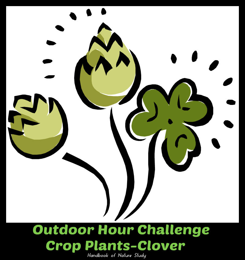 Outdoor Hour Challenge Crop Plants Clover @handbookofnaturestudy