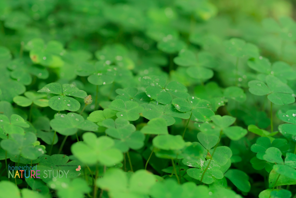 Enjoy a clover or shamrock homeschool nature study this spring and learn about this abundant ground cover you likely have in your backyard.