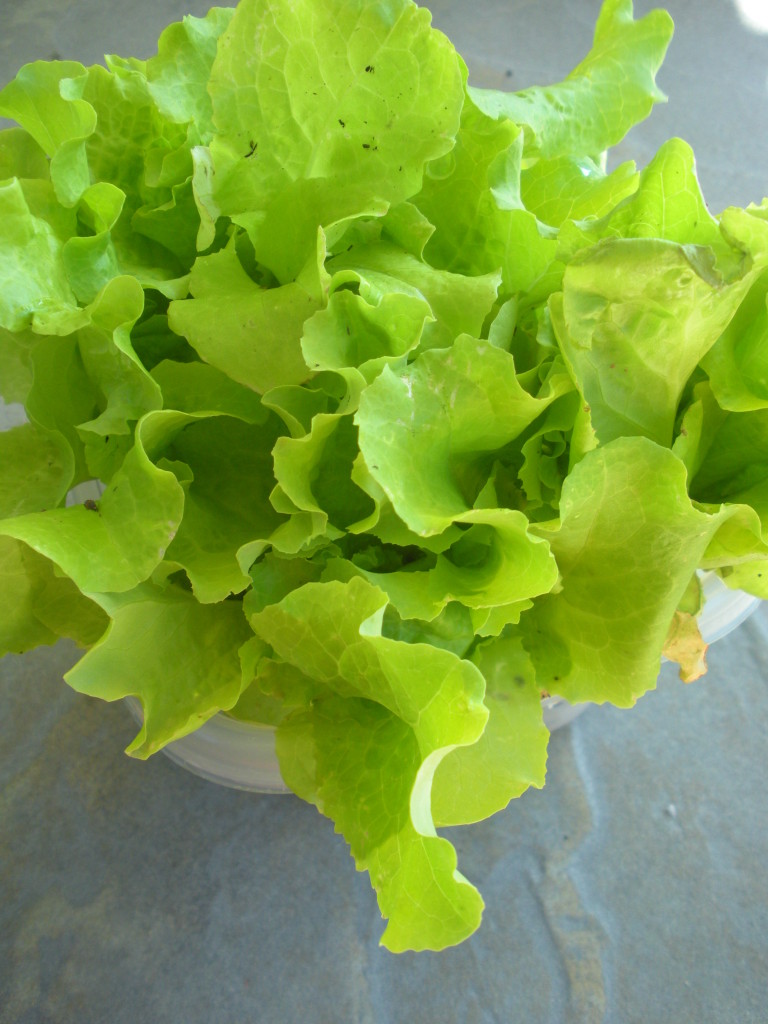 lettuce (3)