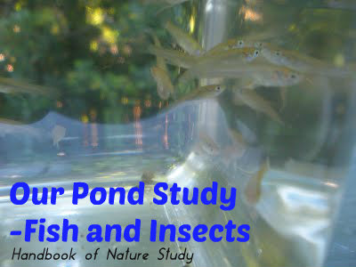 Our Pond Study Fish and Insects @handbookofnaturestudy