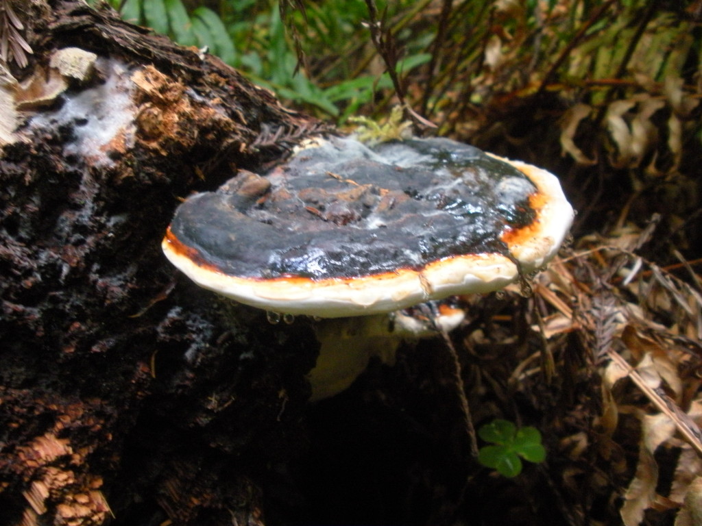 Redwoods National park Day three (4)Mushroom