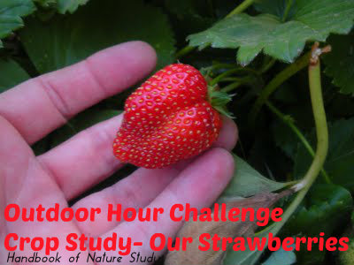 Strawberry Study @handbookofnaturestudy