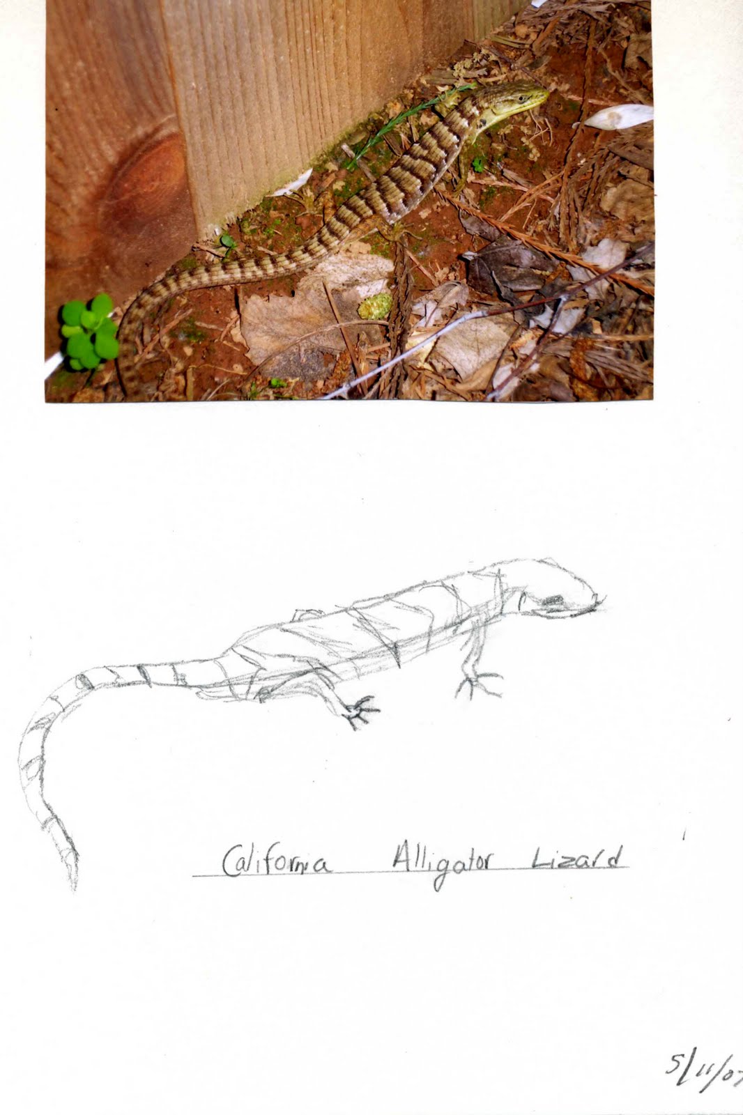 CA Alligator lizard nature journal