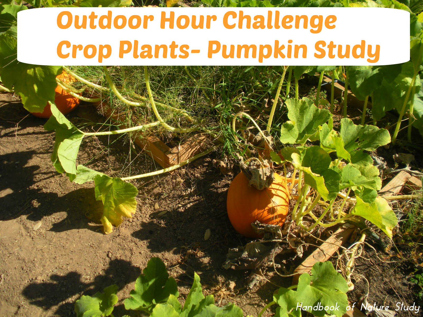 Outdoor Hour Challenge Crop Plants Pumpkins @handbookofnaturestudy