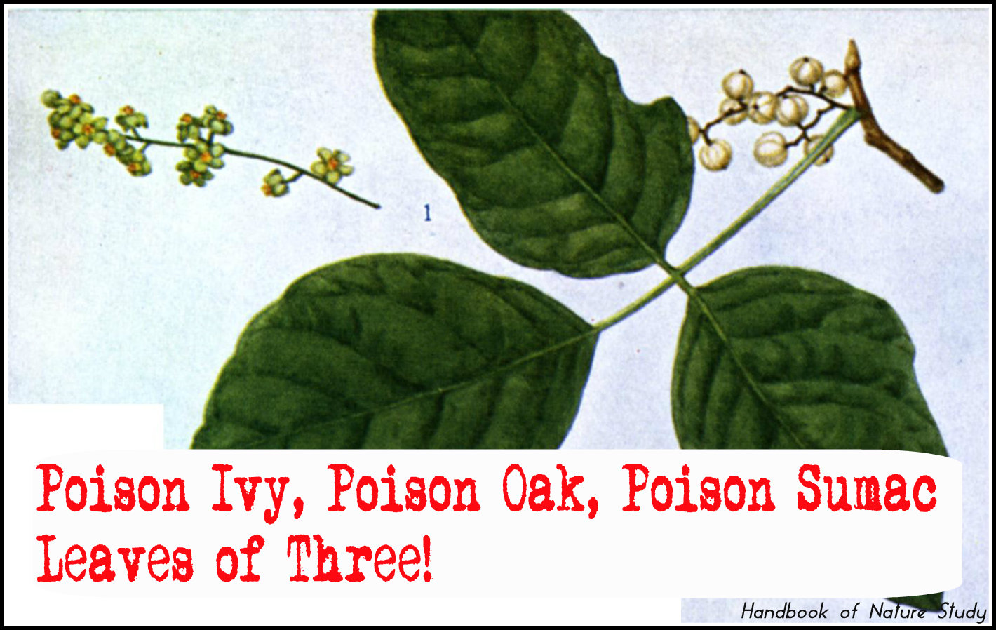 Poison Ivy Oak Sumc @handbookofnaturestudy