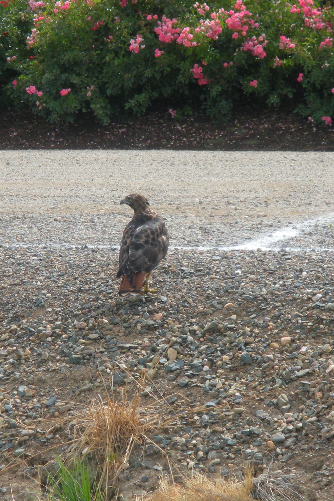 red tail hawk in parking lot