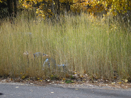 Hiding in the fall weeds