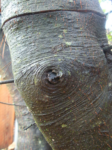 oak trunk