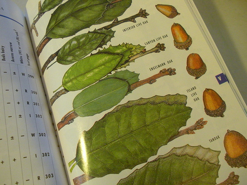 oaks in field guide