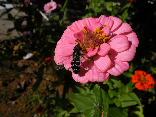 hover fly on the zinnia