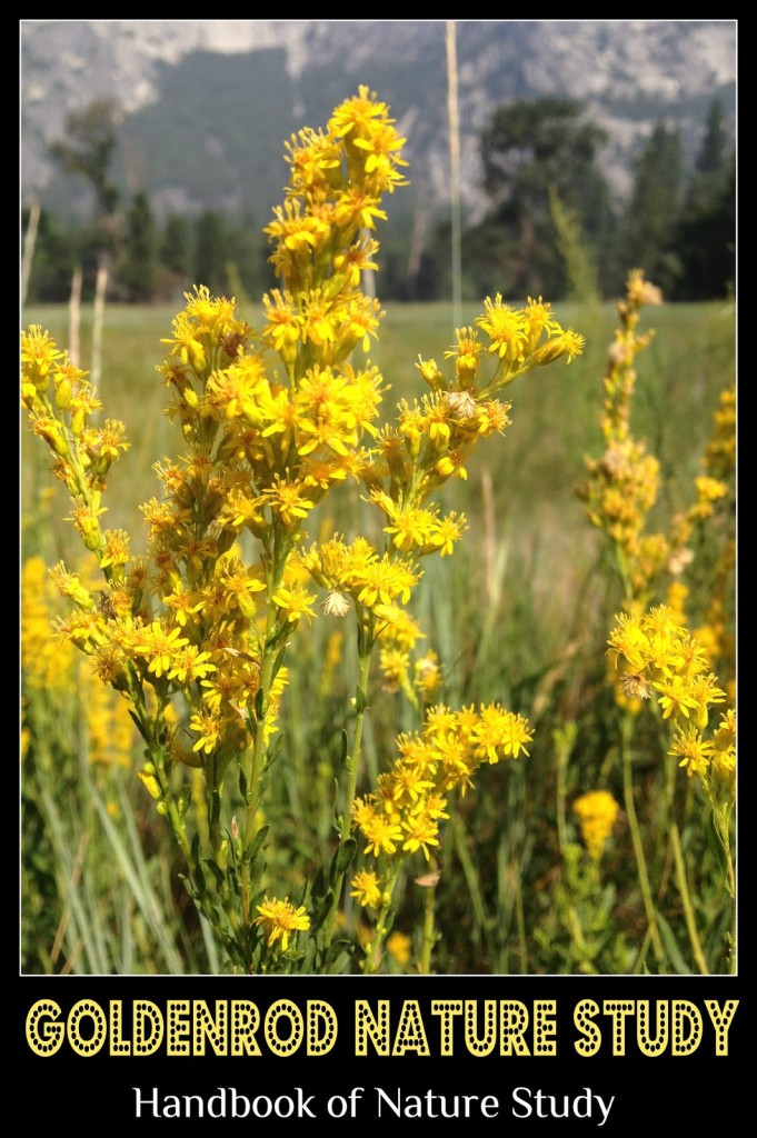 Goldenrod+nature+study+@handbookofnaturestudy.blogspot.com.jpg