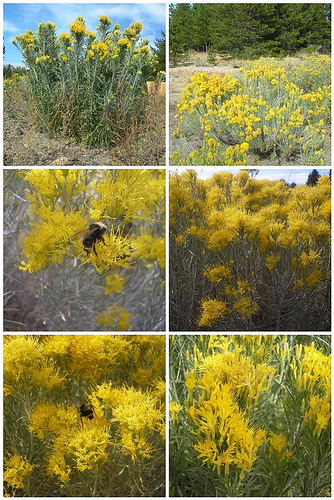 Rabbitbrush collage