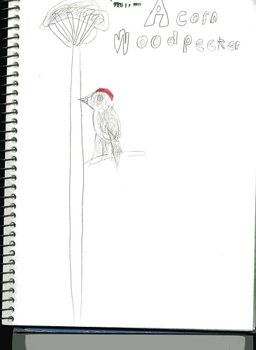 Acorn woodpecker-age 8