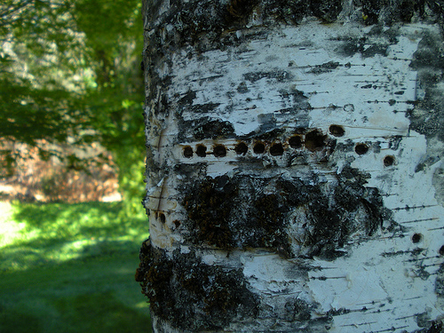 Woodpecker holes in the birch tree