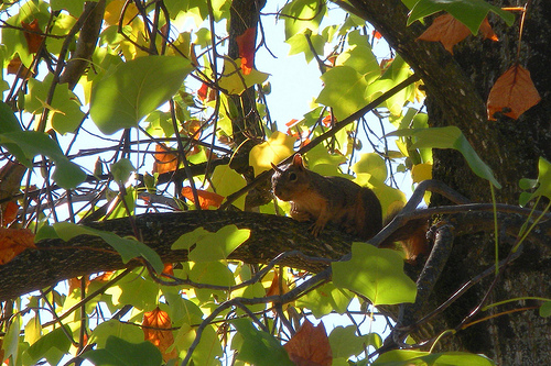 Squirrel in the tuliptree 2