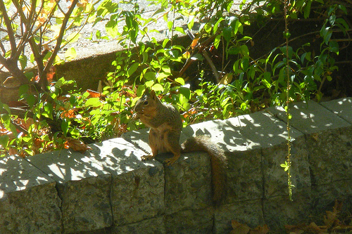 Fox Squirrel on the front wall