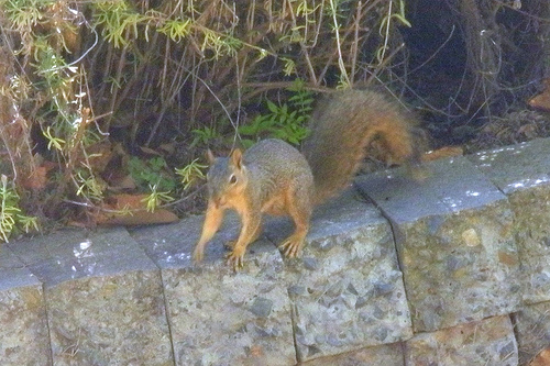 Squirrel on the front wall 2