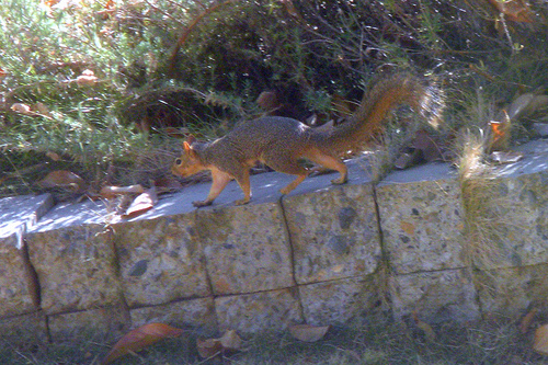 Squirrel on the front wall 1