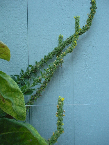 Mullein 2