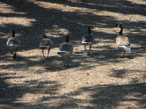 Geese 