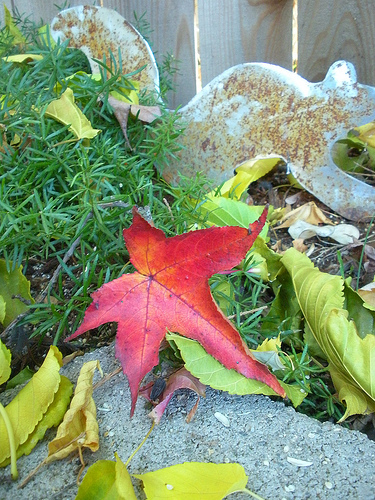 Red leaf and the Squirrel