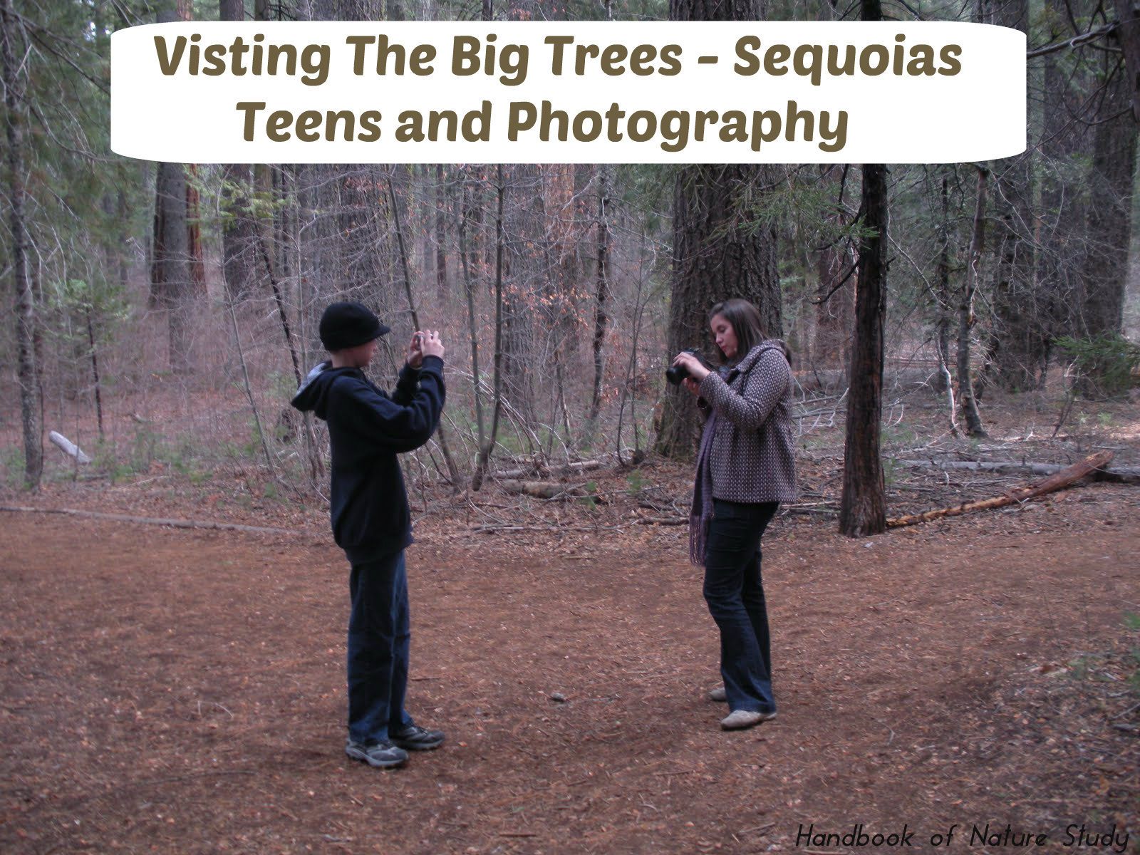 Visiting the Big Trees Sequoias and Photography @handbookofnaturestudy