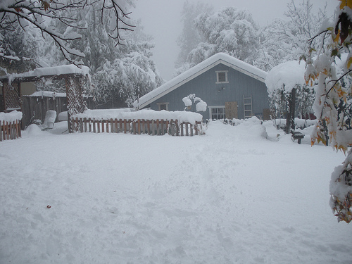 Backyard in the snow 12 7 09