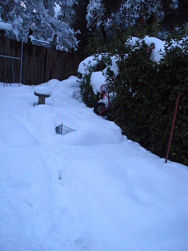 Garden in the Snow