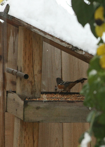 towhee