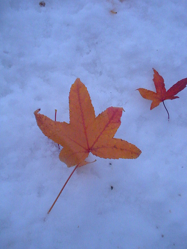 Leaves in the snow