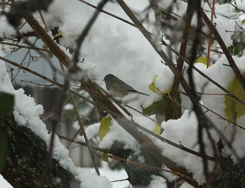 junco