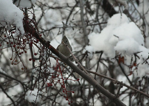 Titmouse