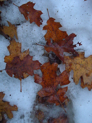 oak leaves