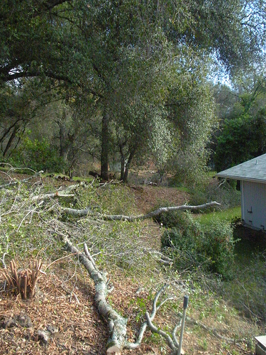 trees down behind the house