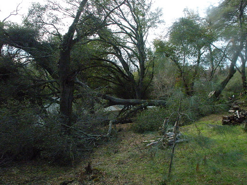 big oak down