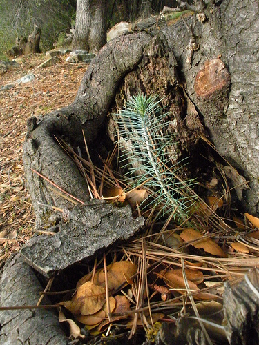 new pine in the stump