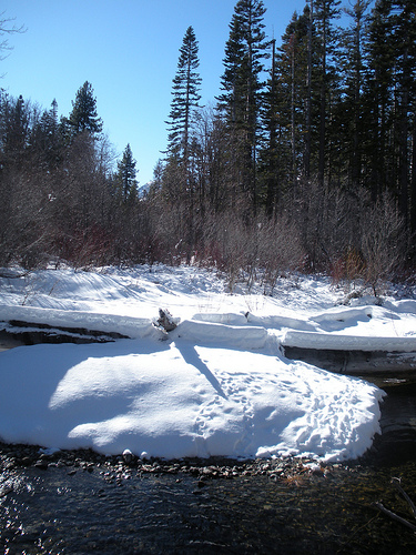 Taylor Creek 12 25 09 Creek and Animal Tracks