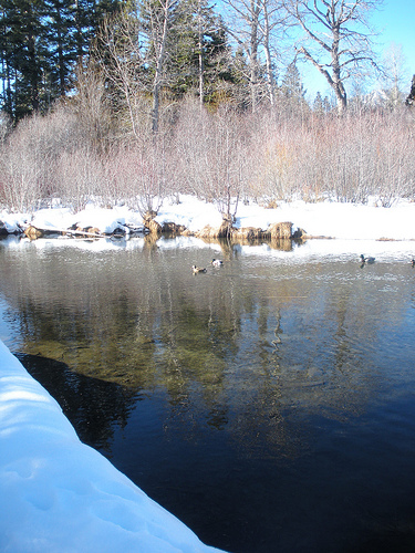 Taylor Creek 12 25 09 Ducks on the Creek