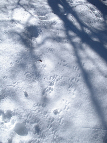 Taylor Creek 12 25 09  Animal Tracks