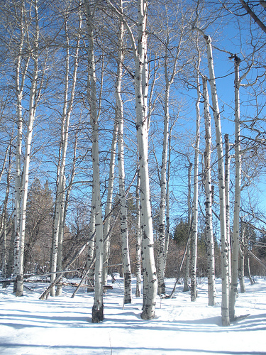 Taylor Creek 12 25 09  Aspens