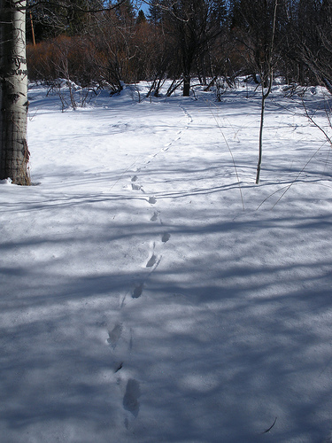 Taylor Creek 12 25 09 Animal tracks 4