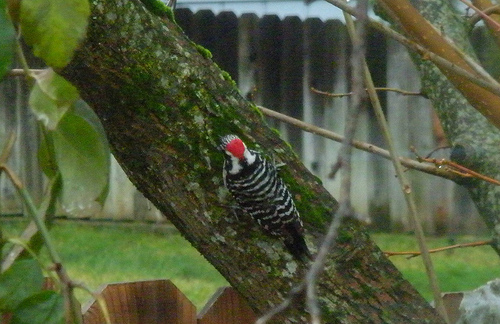 Nuttall's Woodpecker 1