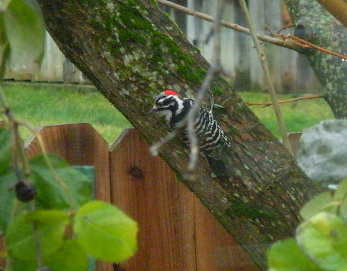 Nuttall's Woodpecker 2