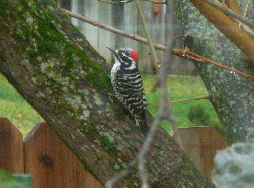 Nuttall's Woodpecker 3