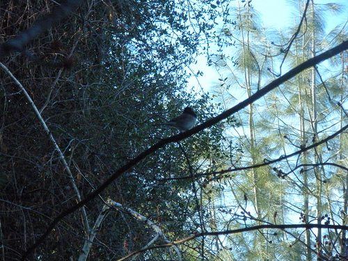 junco on the branch