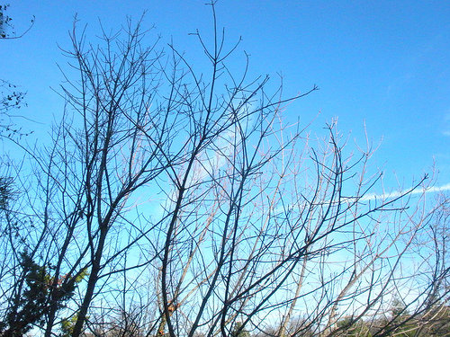 sky with tree limbs