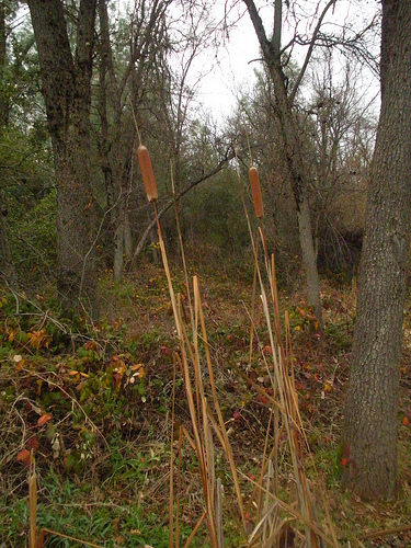 cattails in winter 12 09