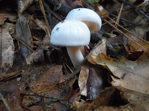 Mushroom 2 Jan 10